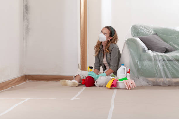 Trusted Black Mold Removal service in Budd Lake, NJ - WQB Mold Removal